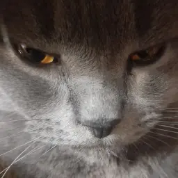 mmreu