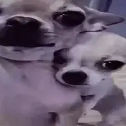 Xindy