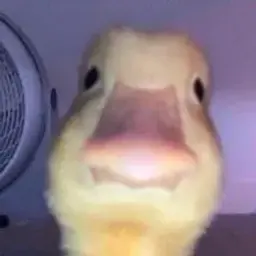 bandemon