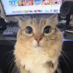 zem1ksad
