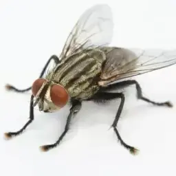 myxa532
