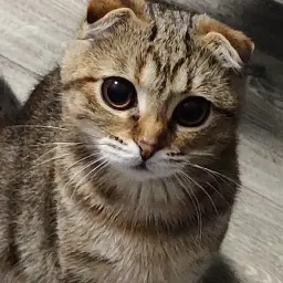 Mirlissix
