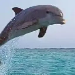 cerdicor