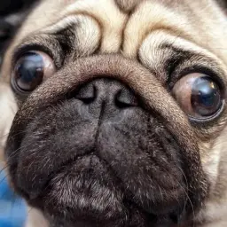 turb