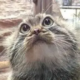 кучерявый