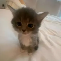 meowixzz