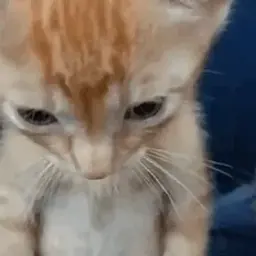 Fonker