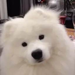 Zoomp
