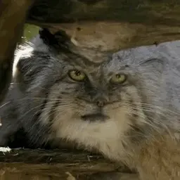 Predator