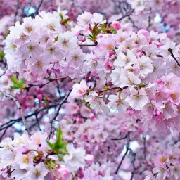SakuraaShop