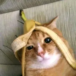 Kimmoli