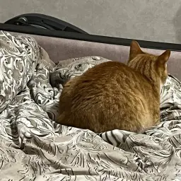 КотЛева