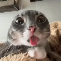 devvv