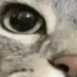 unleash