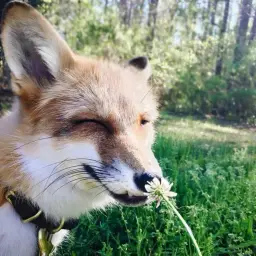 Foxy