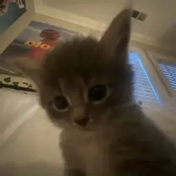 котек