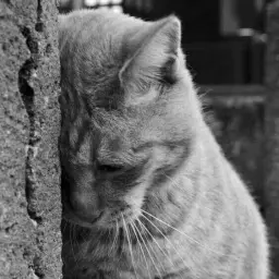 fredericka