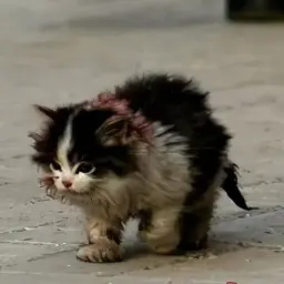 Johny_Catswill