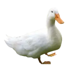 flikkzy