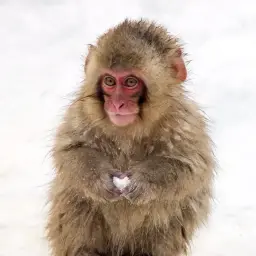 SnowyMonkey