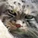 Lolz profile picture for @Wringing