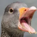 nichegointer
