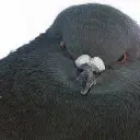 КурлЫ