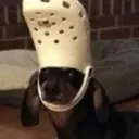 iopig