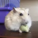 neebird