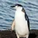 PENGUINx13