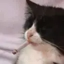 bludboii