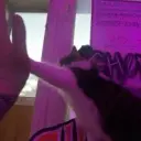 LVV