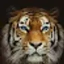 Tigerlvl