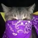 Buzybuzy