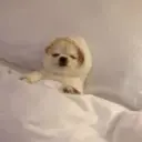 imange