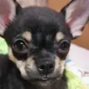 Sashkandro
