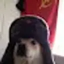 TheDoge