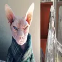 sfinks
