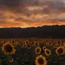 timurnp