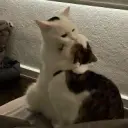 lesalove
