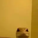 penis3846