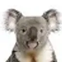 Lolz profile picture for @Rancid