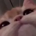 aye_tatar231