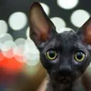 Charlie