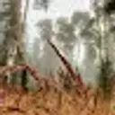 rollercrop