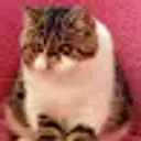 Mrcat