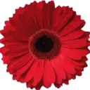 Herzeleid