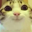 pilmeshekk