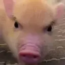 ktotololipoo