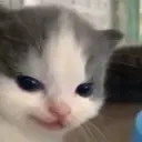 deewssa
